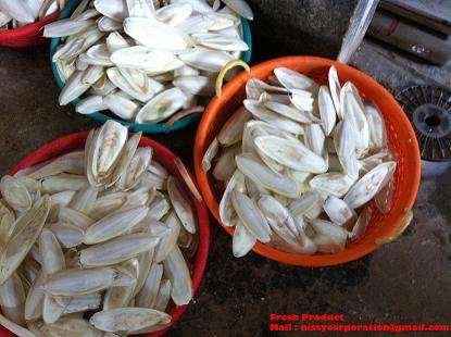 Cuttle Fish Bone